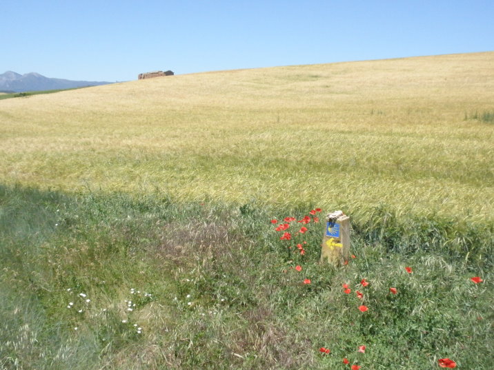 puente-fromista-20090531_72.jpg