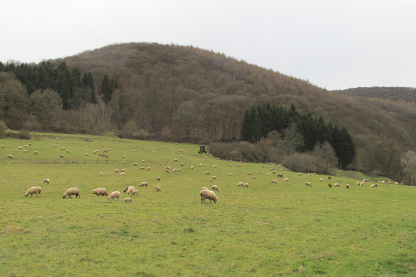 eifel0376.jpg