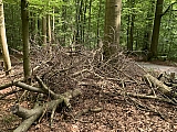 foretdesoignes0497.jpg