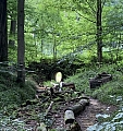 foretsoignes0877.jpg