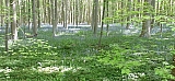 Bois de Hal