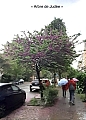 schaerbeek1023.jpg